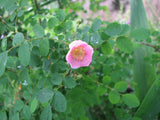 Baldhip Rose