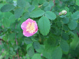 Baldhip Rose