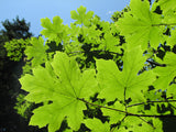 Bigleaf Maple