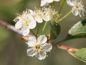 Bitter Cherry