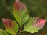 Black Hawthorn