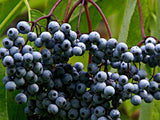 Blue Elderberry