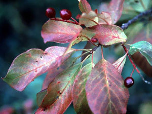 Chokecherry