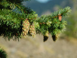 Douglas Fir