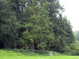 Grand Fir