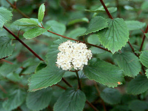 Oval-leaved Viburnum