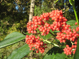 Red Elderberry