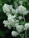 Red Stem Ceanothus