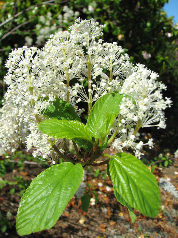 Red Stem Ceanothus – EMSWCD Native Plant Sale