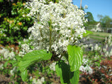 Red Stem Ceanothus