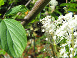 Red Stem Ceanothus