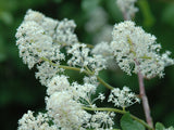 Red Stem Ceanothus