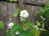 Serviceberry