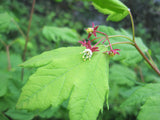 Vine Maple