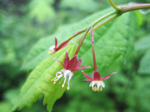 Vine Maple