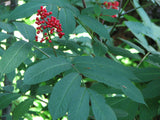 Red Elderberry